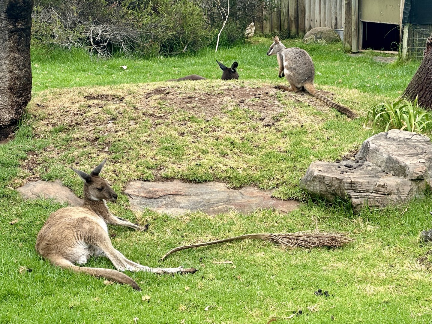 Macropods