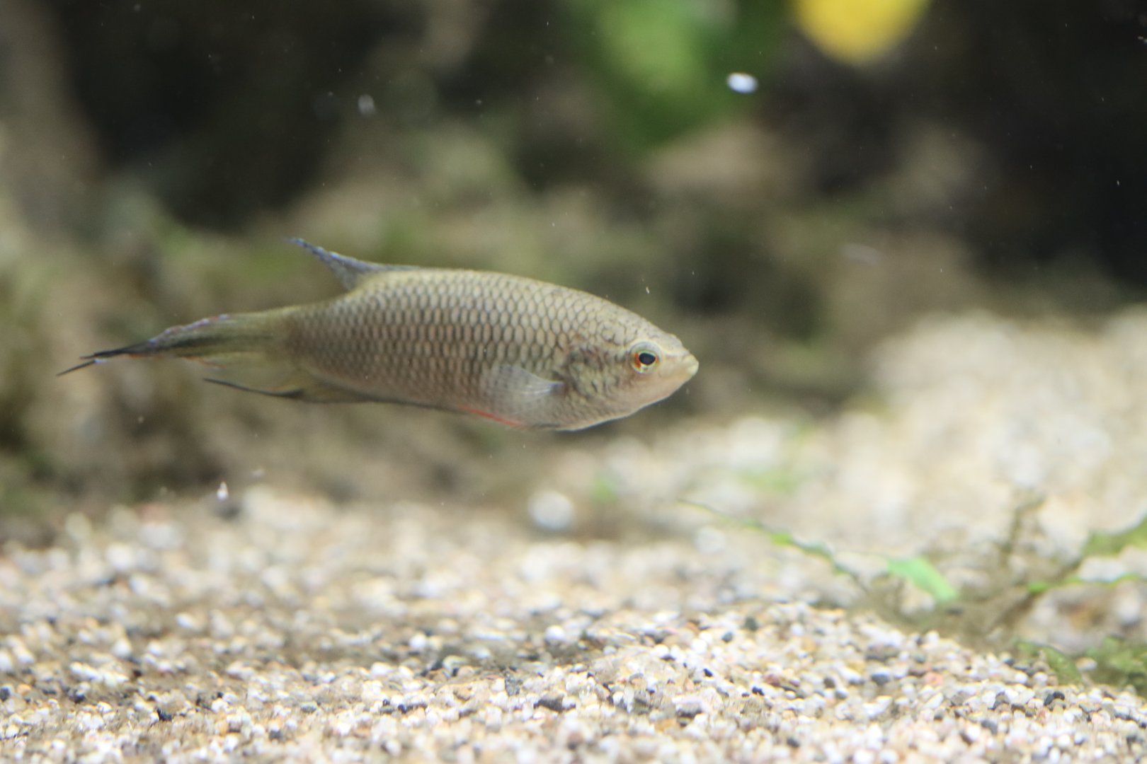 Macropodus ID