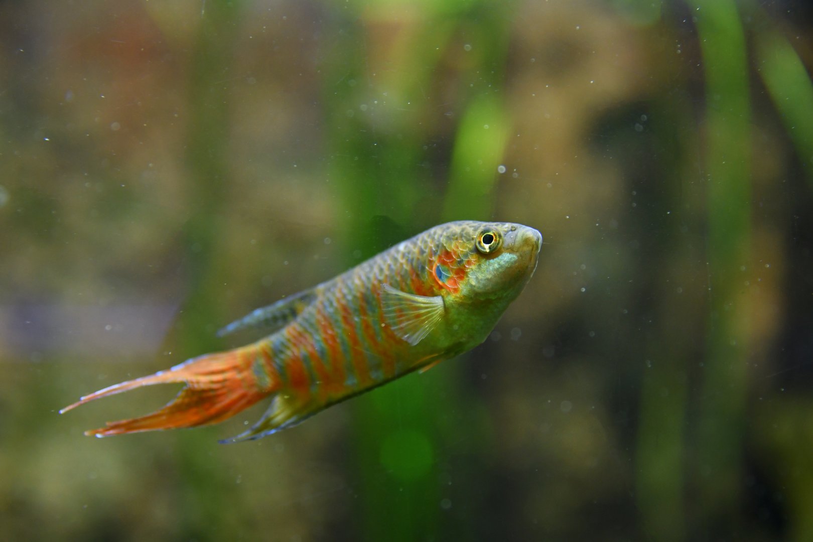 Macropodus ocellatus