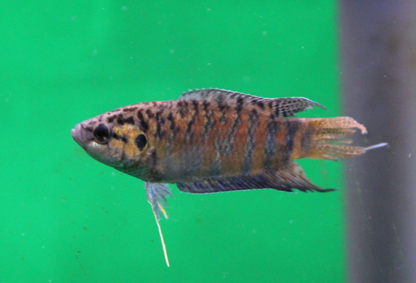 Macropodus opercularis