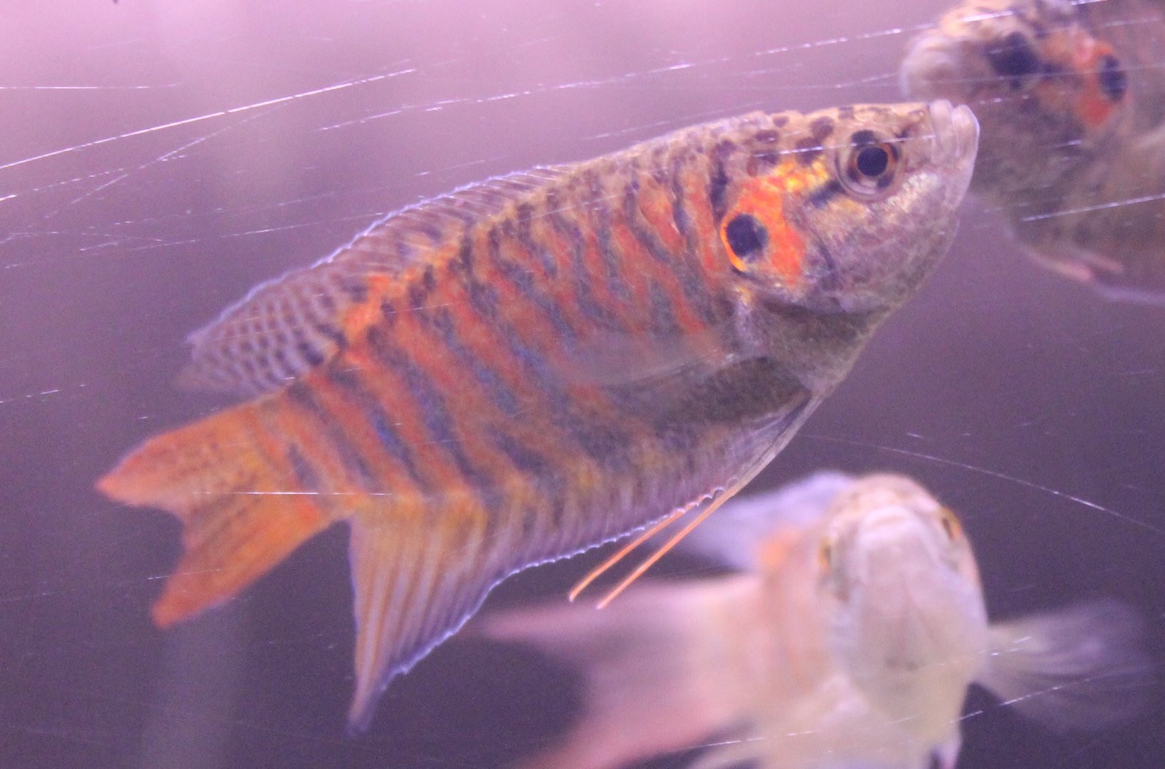 Macropodus opercularis