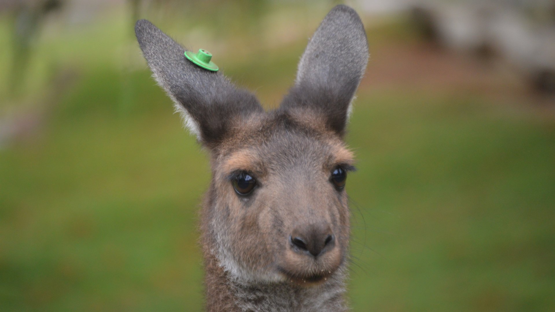 Macropus fuliginosus melanops