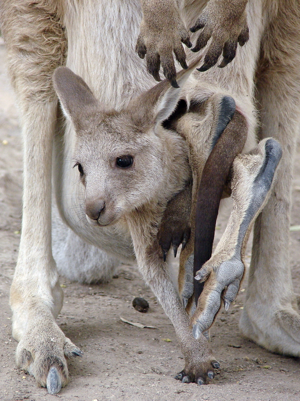 Macropus giganteus / Eastern grey kangaroo  (young)