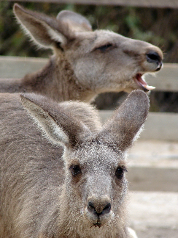 Macropus giganteus  / Eastern grey kangaroo