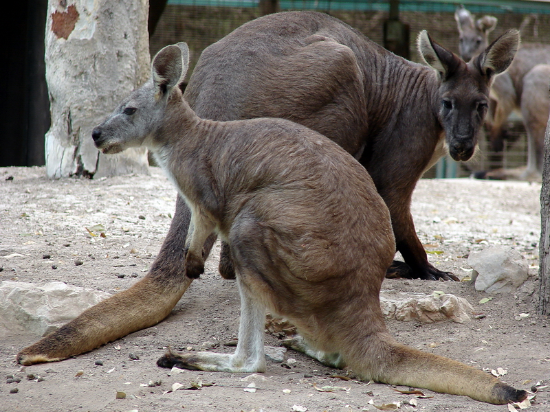 Macropus robustus / Common wallaroo