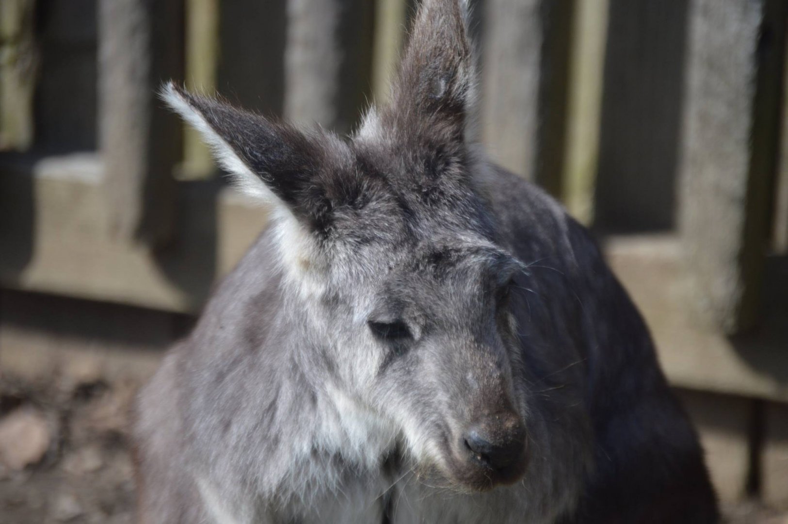 Macropus robustus robustus