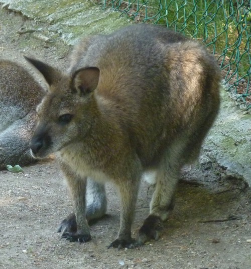 Macropus Rufogriseus 2 (22-7-17 Faunia)