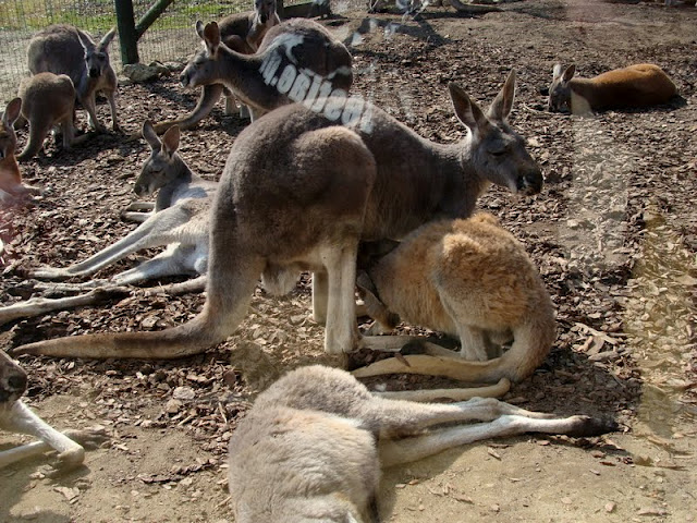 Macropus rufogriseus / Macropus rufus