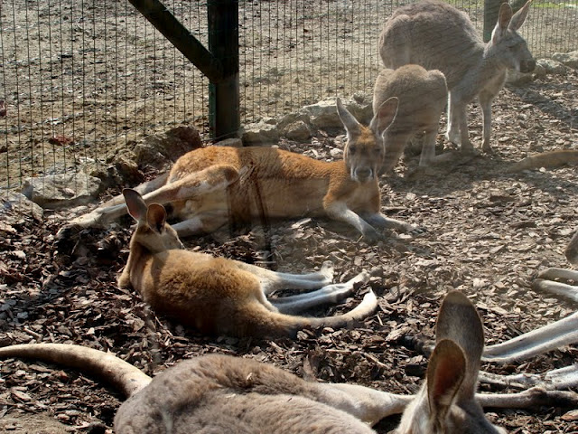 Macropus rufogriseus / Macropus rufus