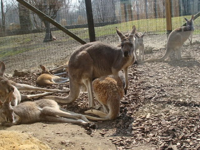 Macropus rufogriseus / Macropus rufus