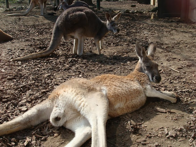 Macropus rufogriseus / Macropus rufus