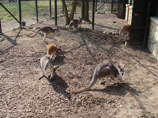 Macropus rufogriseus / Macropus rufus