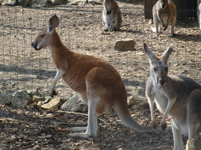 Macropus rufogriseus / Macropus rufus