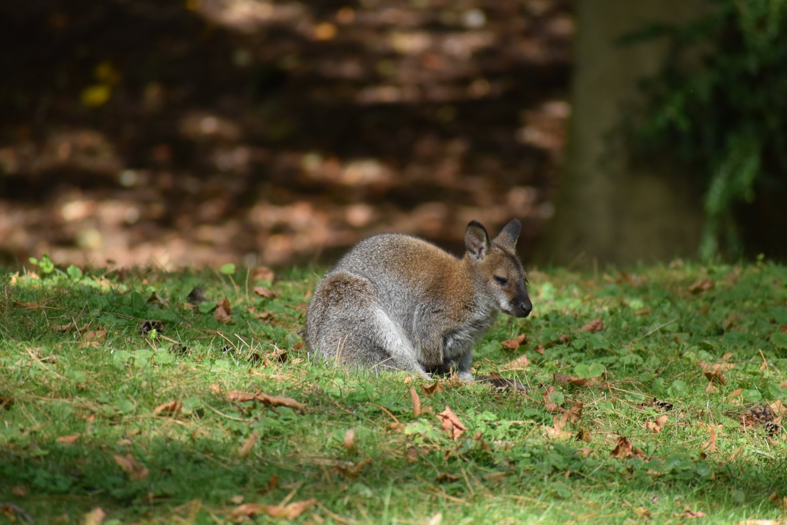 Macropus rufogriseus - Red-necked Wallaby