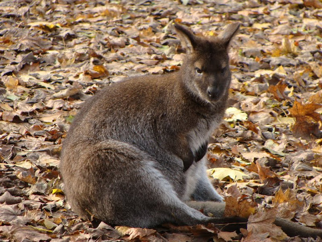 Macropus rufogriseus