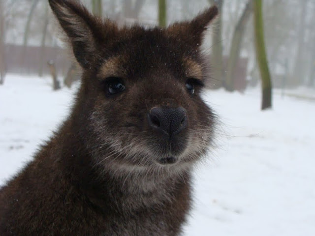 Macropus rufogriseus