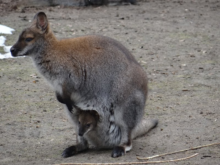 Macropus rufogriseus