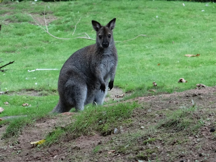 Macropus rufogriseus