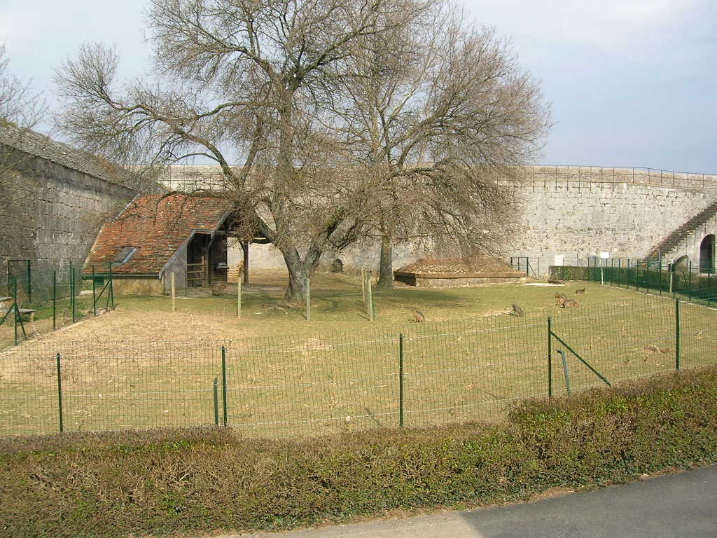 Macropus rufus exhibit