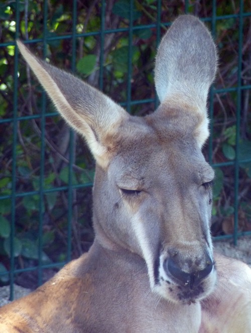 Macropus Rufus Portrait (22-7-17 Faunia)