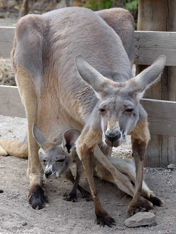 Macropus rufus / Red kangaroo (female with young)