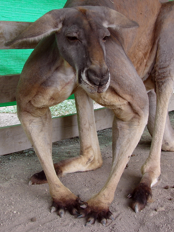 Macropus rufus / Red kangaroo (male)