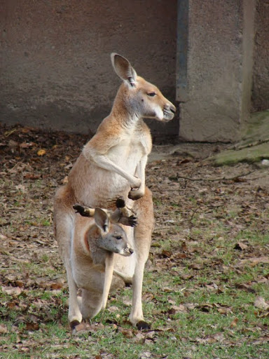 Macropus rufus