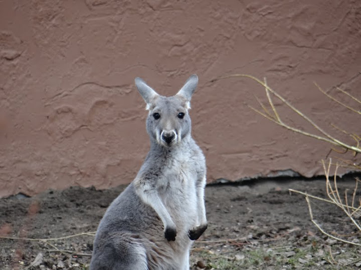 Macropus rufus