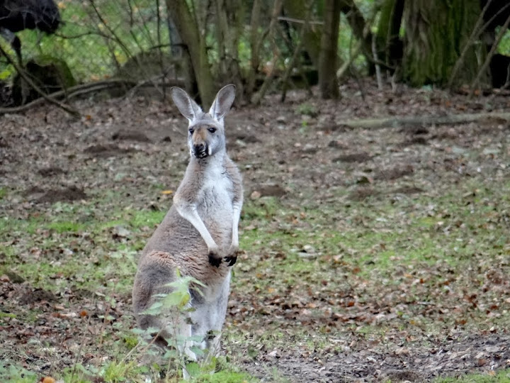 Macropus rufus