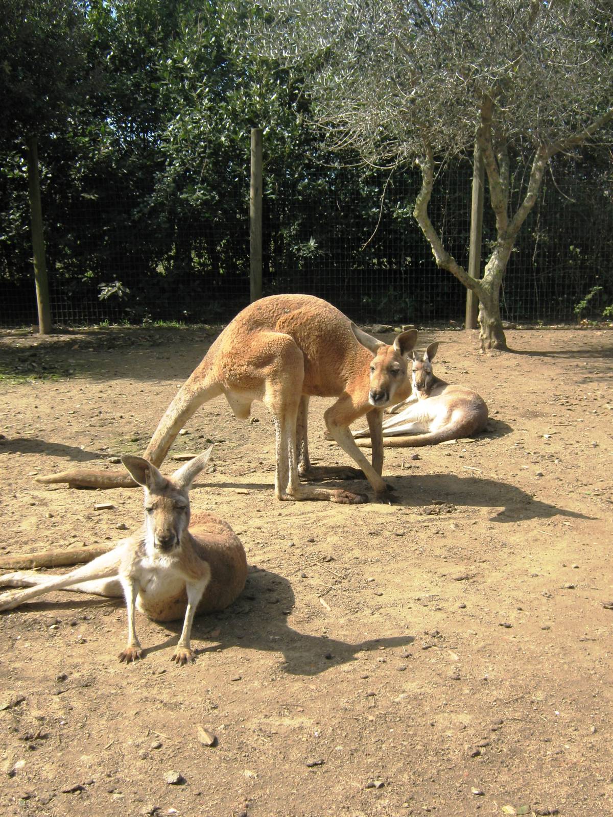 Macropus rufus