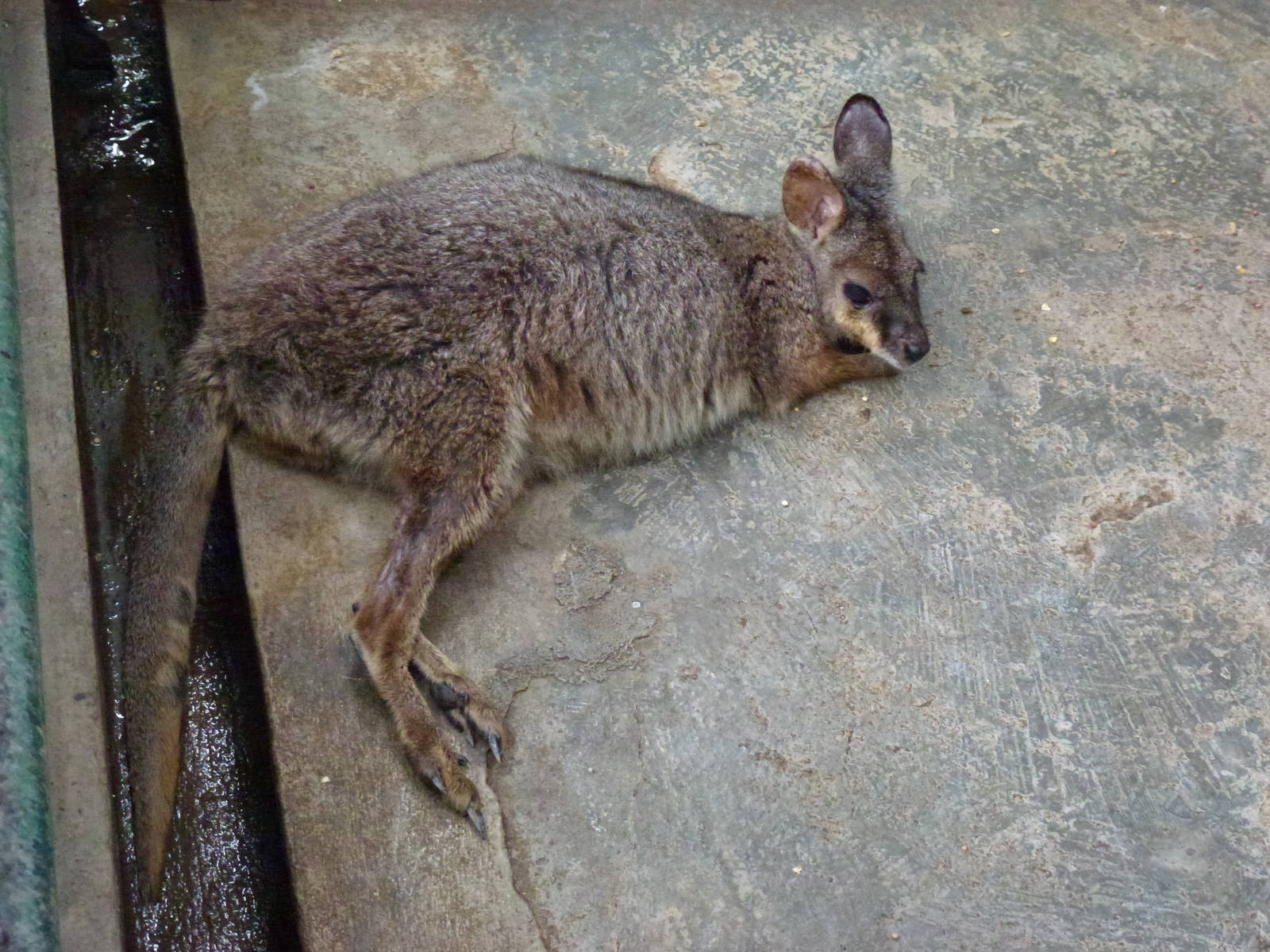 'Macropus sp.', 2013