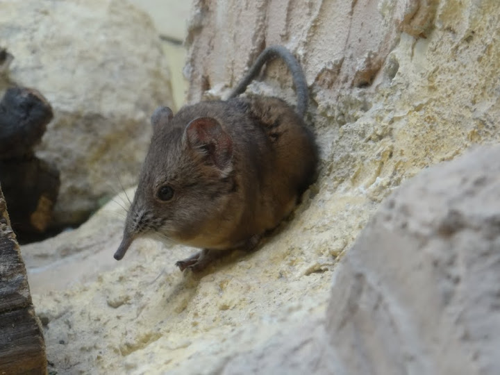 Macroscelides proboscideus