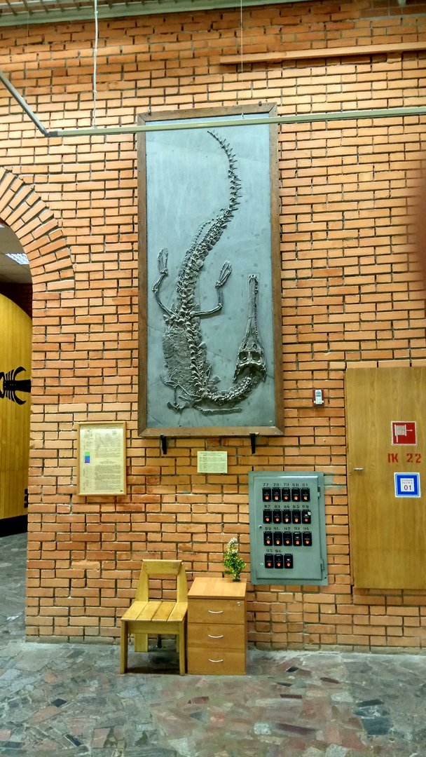 Macrospondylus bollensis (cast)