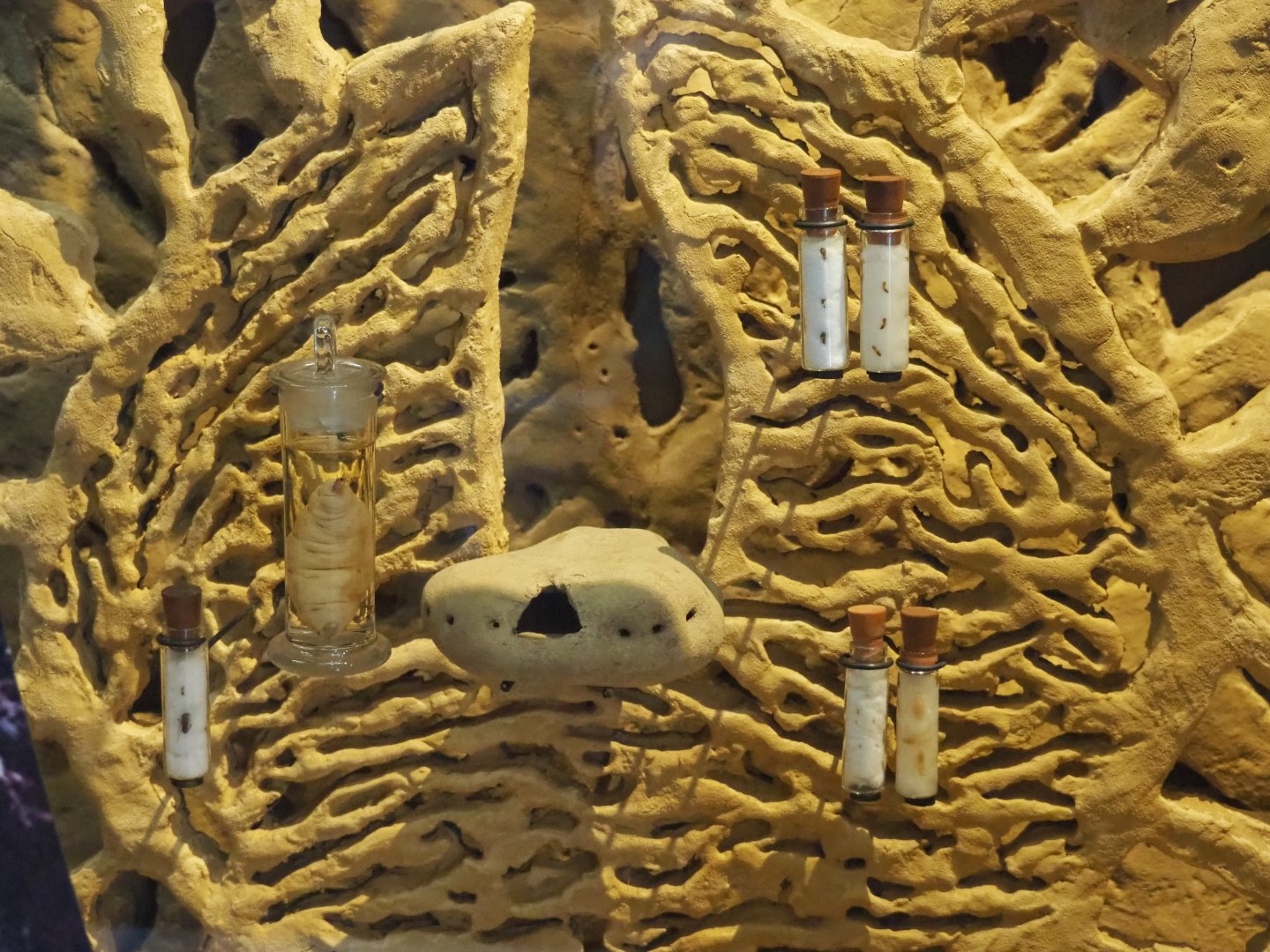 Macrotermes bellicosus specimen vials in termite mound display, 2021-10-20