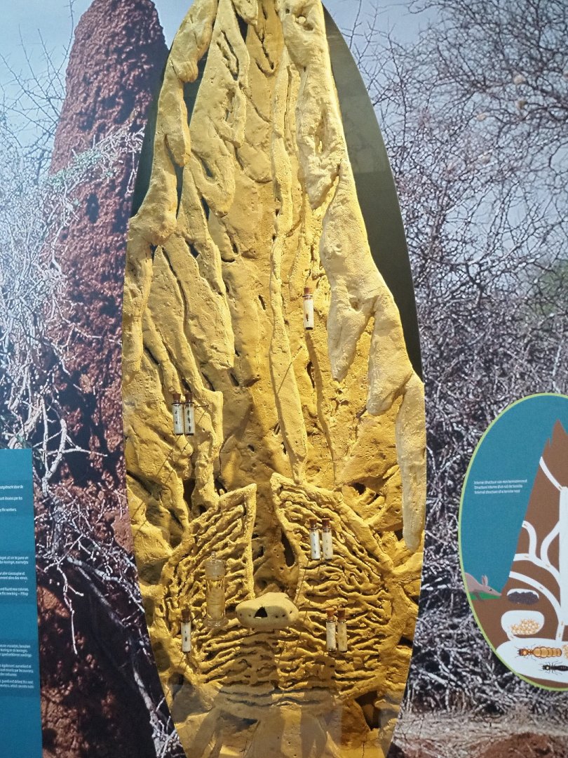 Macrotermes bellicosus termite mound display with termite specimens, 2021-10-20