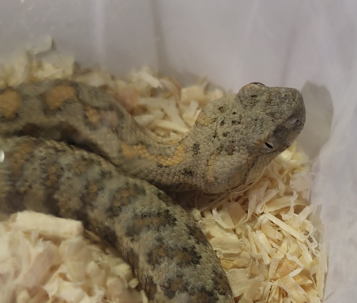 Macrovipera lebetinus turanica