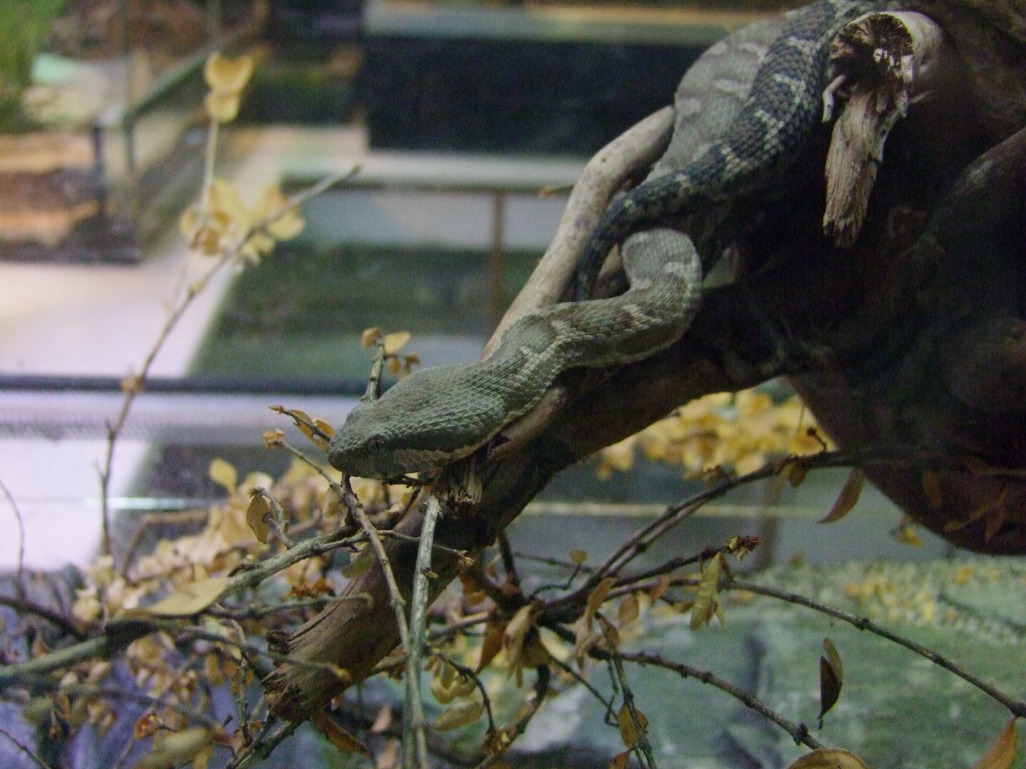 Macrovipera mauritanica