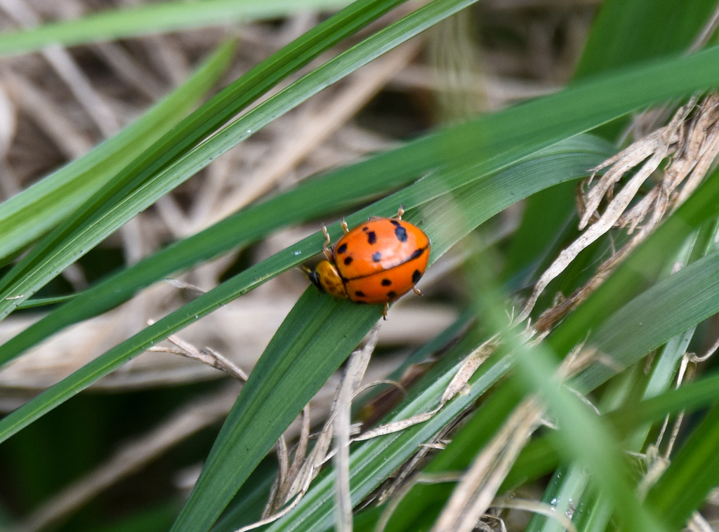 Maculate Ladybird, Harmonia octomaculata