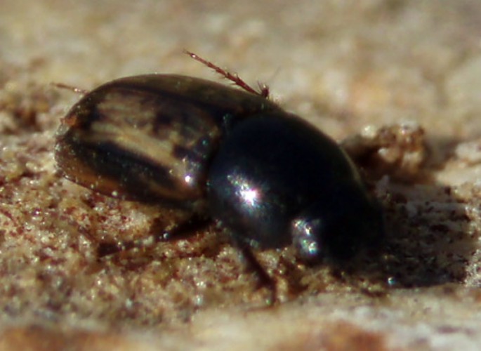 Maculated Dung Beetle (Aphodius distinctus)
