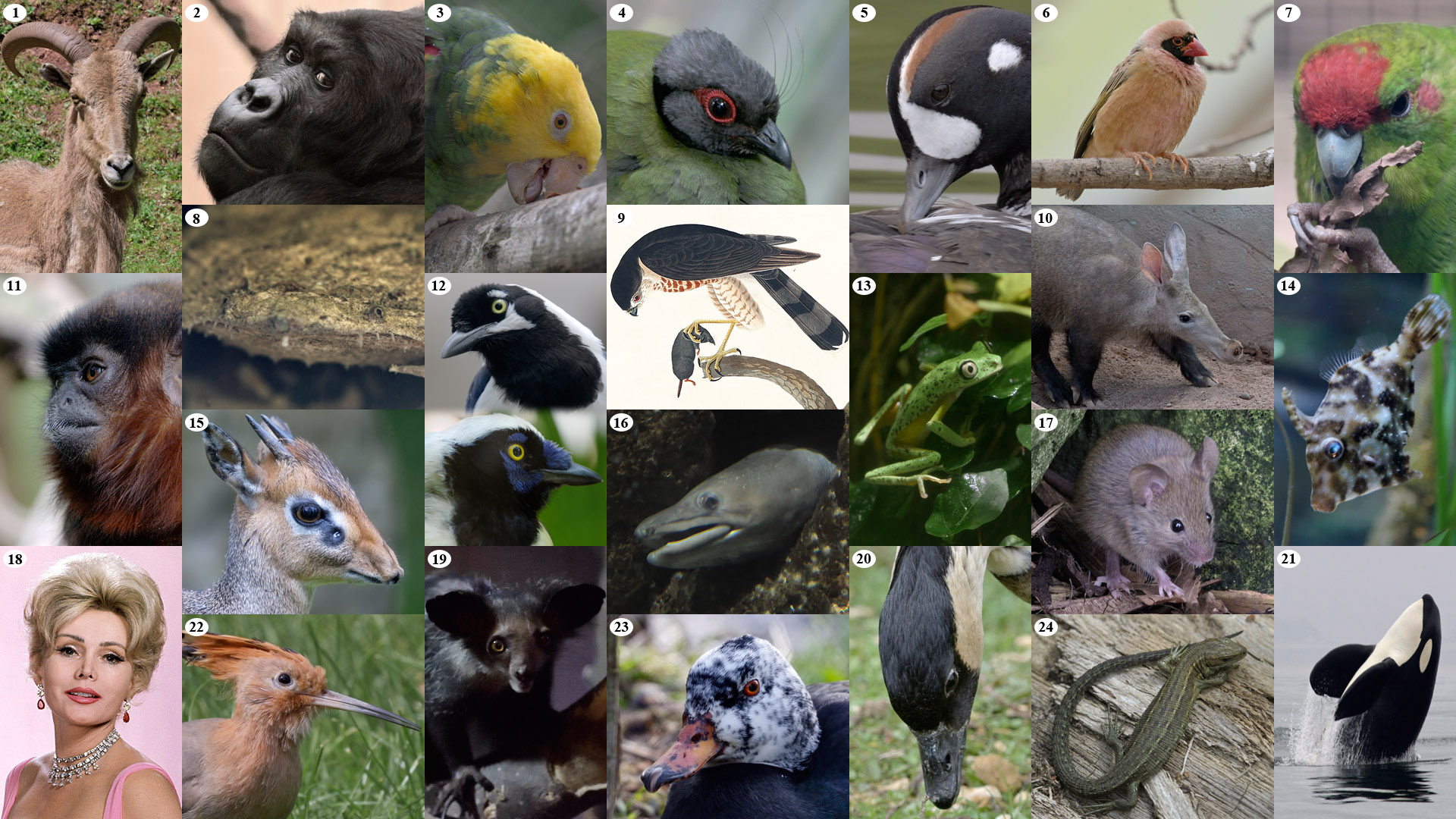 Mad March Hare-brained Photo Puzzle