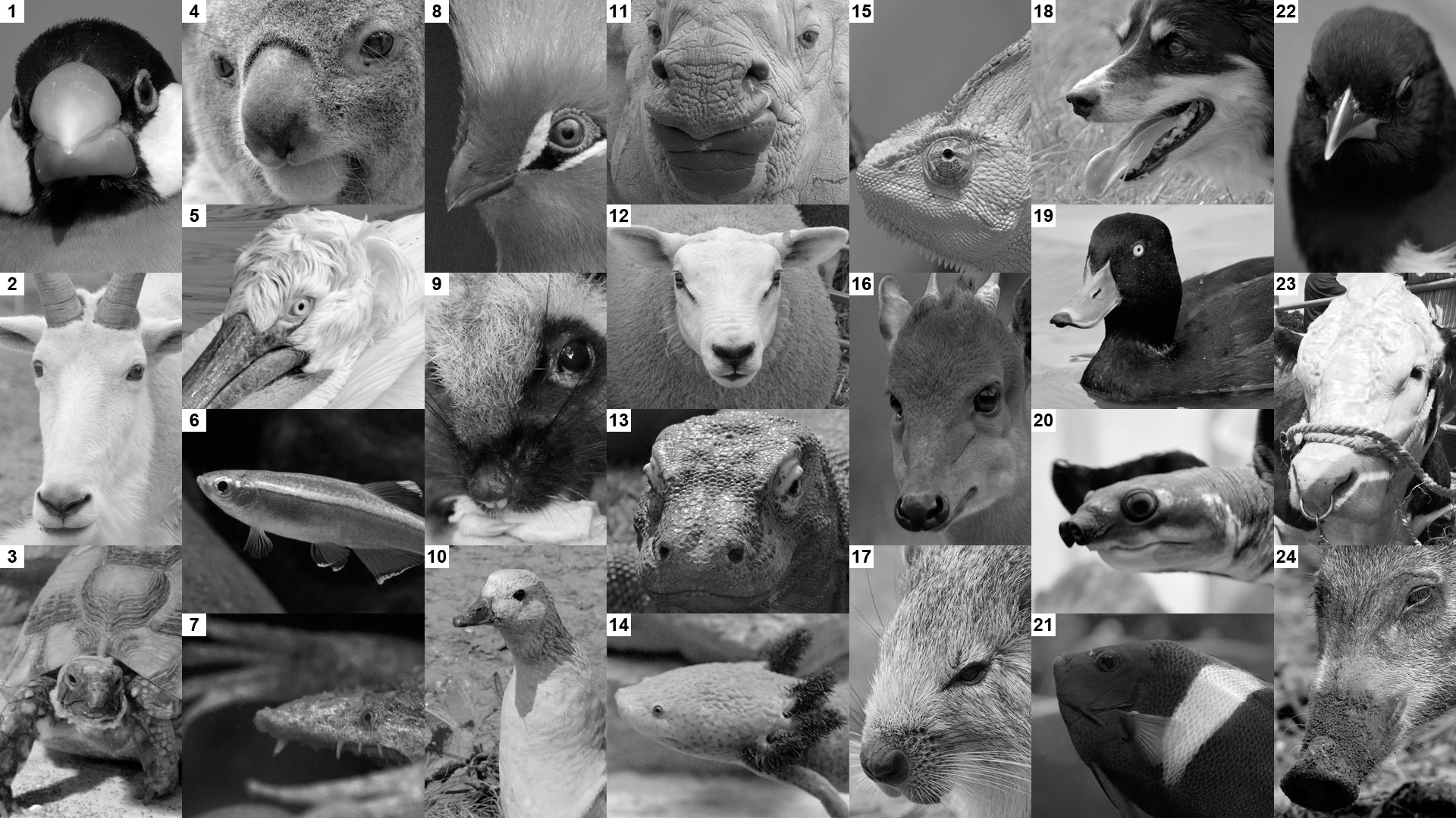 Mad March Monochrome Photo Puzzle