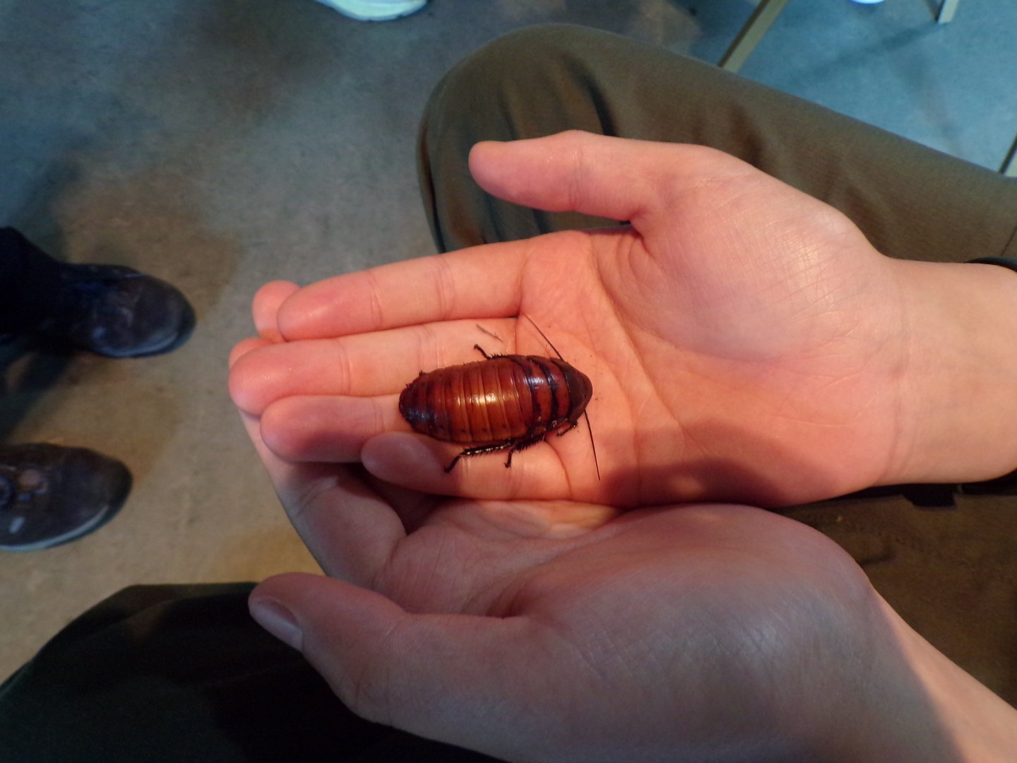 Madagacan hissing cockroach 18.7.23