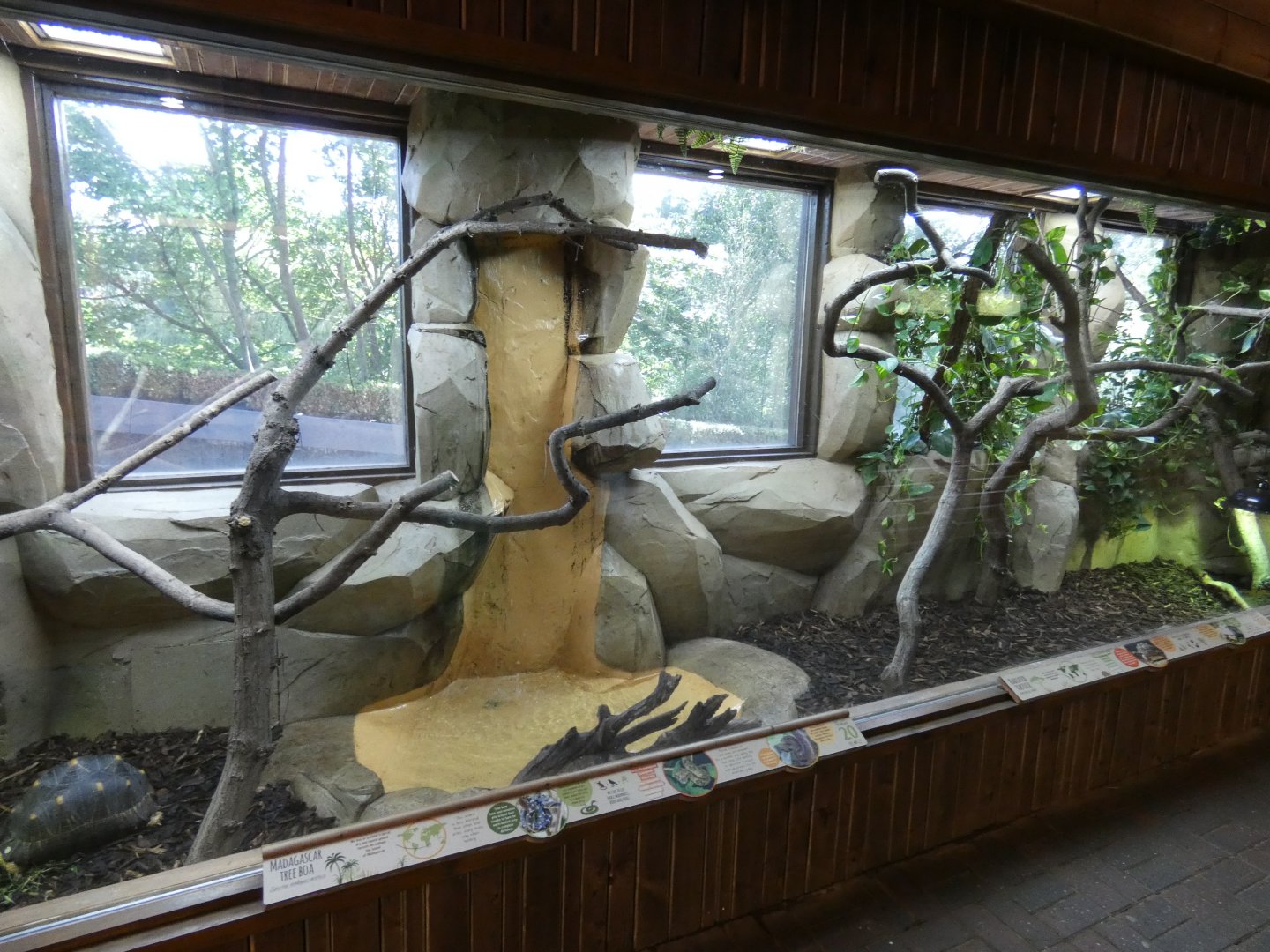 Madagacar Tree Boa and Radiated Tortoise enclosure