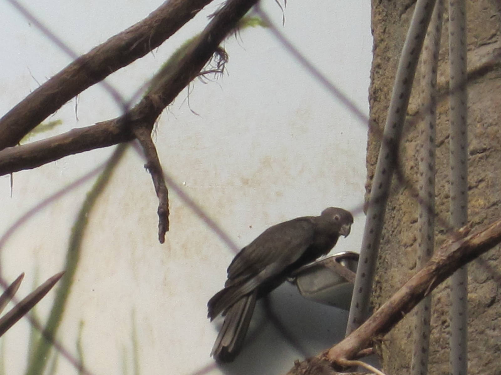 Madagacar!- Vasa Parrot