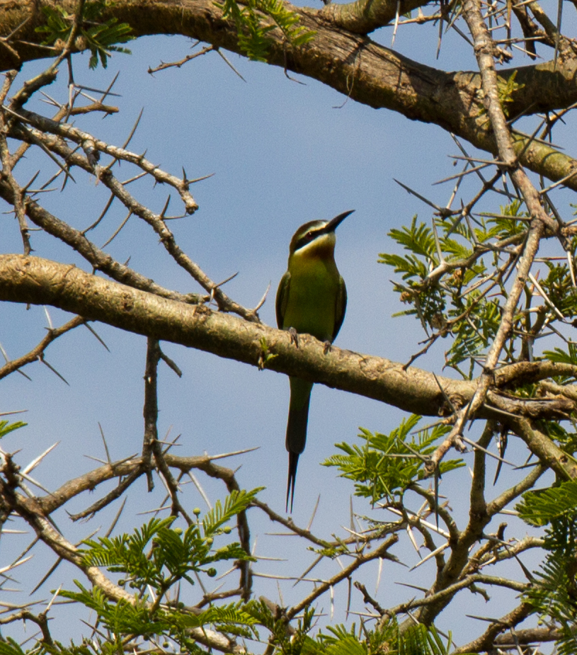 Madagascan Bee-eater