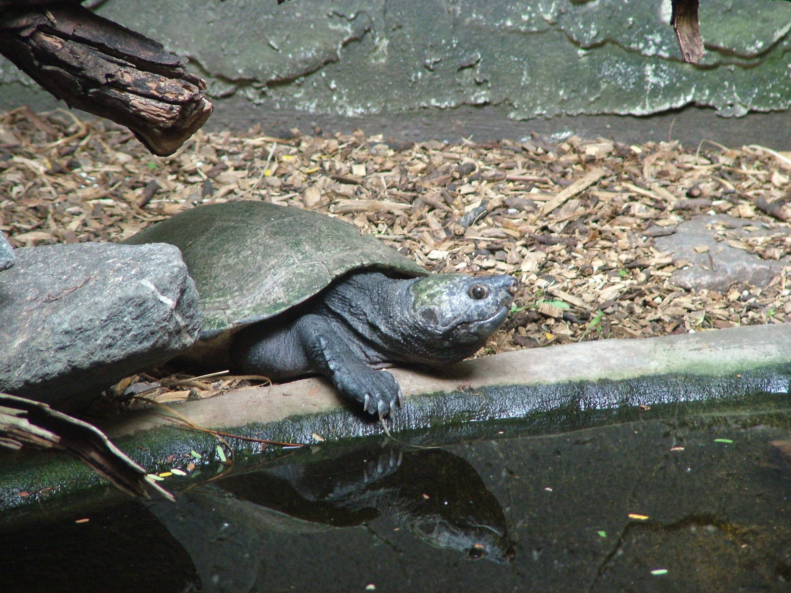 Madagascan Big-Headed Turtle at Landau Zoo, 04/09/10