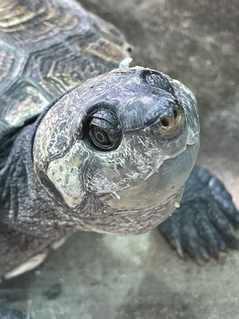 Madagascan Big-Headed Turtle close-up