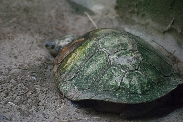 Madagascan big-headed turtle (Erymnochelys madagascariensis)