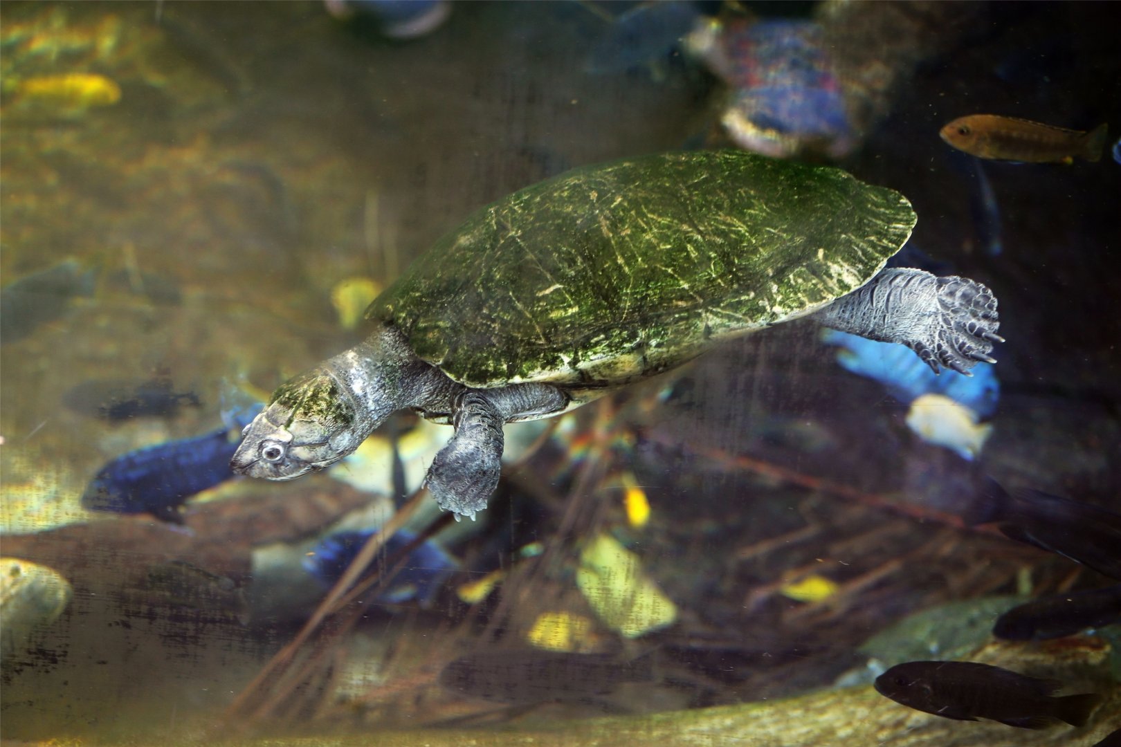 Madagascan big-headed turtle (Erymnochelys madagascariensis)