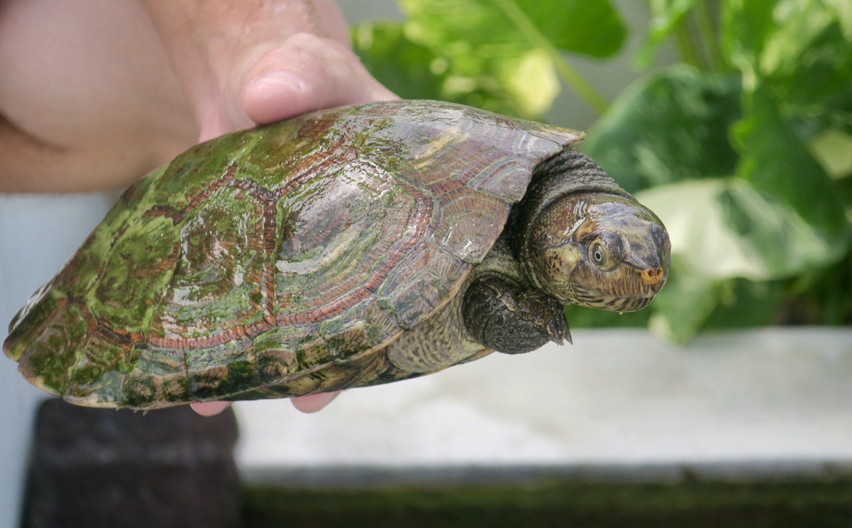 Madagascan Big-Headed Turtle (Erymnochelys madagascariensis)